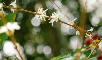 Improving Moccamaster extraction with manual bloom techniques