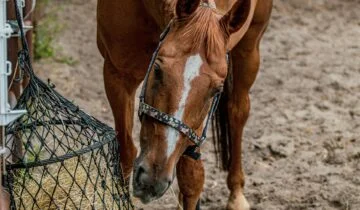 Does Slow Feeding Reduce Fines? Breaking Down the Data