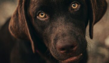 Is Slow Feeding Worth the Extra Time? A Workflow Analysis