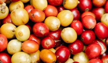 Adjusting Espresso Yield When Serving Alongside Sweet Desserts