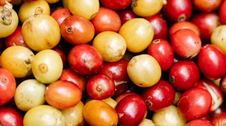 Adjusting Espresso Yield When Serving Alongside Sweet Desserts