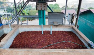 How Coffee Bean Processing Methods Change Your Espresso Extraction