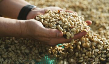 How Bean Varietal Influences Espresso Extraction Yield